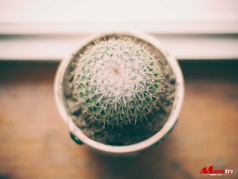 Cấu tạo sàn nhựa dán keo