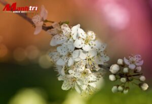 So sánh sàn gỗ kỹ thuật và công nghiệp chi tiết 2026