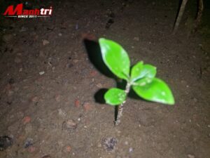 Tấm ốp than tre thân thiện môi trường 2026
