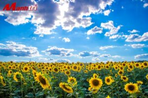 Tấm ốp tường màu xám sang trọng tinh tế 2026