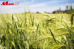 Thương hiệu iWood cung cấp tấm ốp than tre 2026